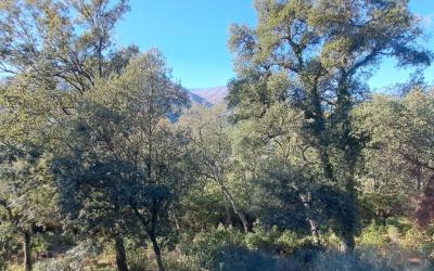 Parcel·la a Fogueres de Montsoriu (Torrent de Marlet, 240)